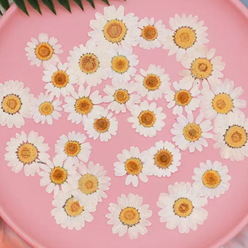 Home Decor Daisy - 100 Stück Natürliche Weiße Kristall-Chrysanthemen, Getrocknete
