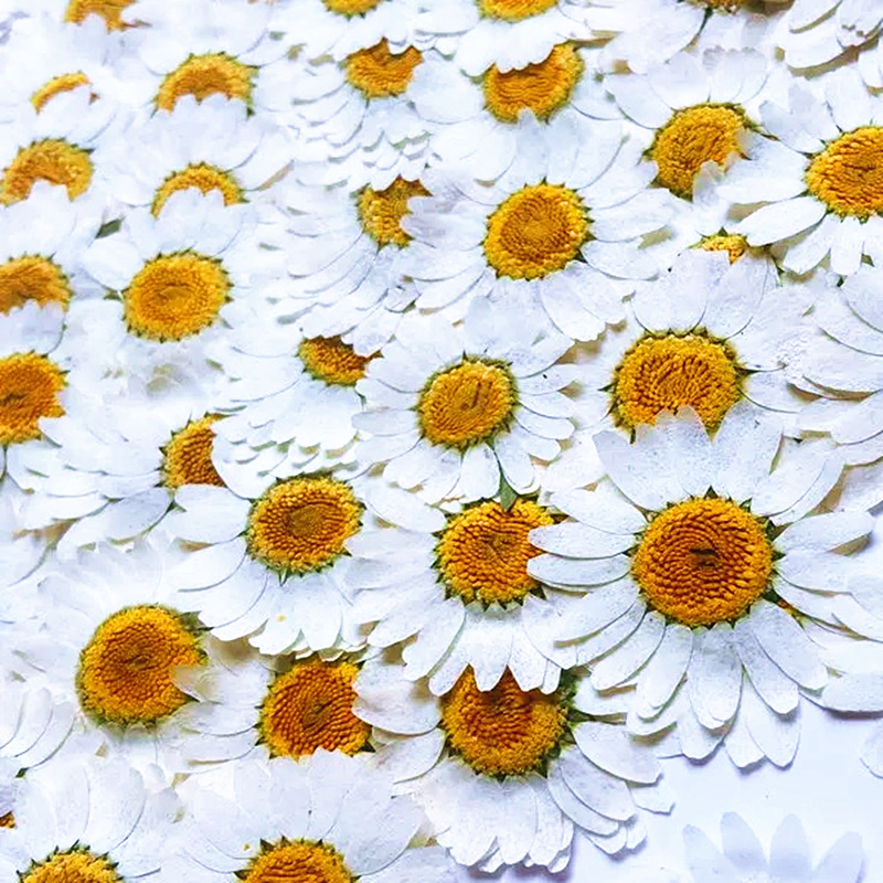 100 Stück Natürliche Weiße Kri – Home Decor Daisy Bewertung und Preis