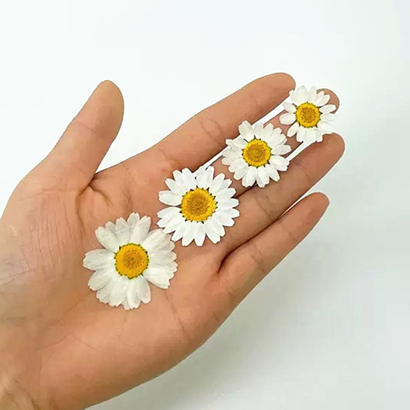 100 Stück Natürliche Weiße Kri – Home Decor Daisy Bewertung und Preis