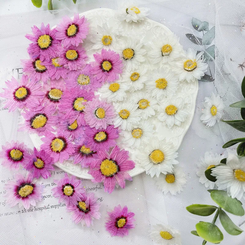 24 stücke/2-4CM, Natürliche Ge – Home Decor Daisy Bewertung und Preis