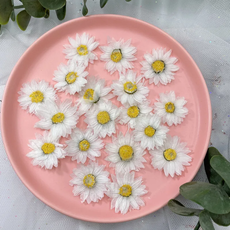24 stücke/2-4CM, Natürliche Ge – Home Decor Daisy Bewertung und Preis