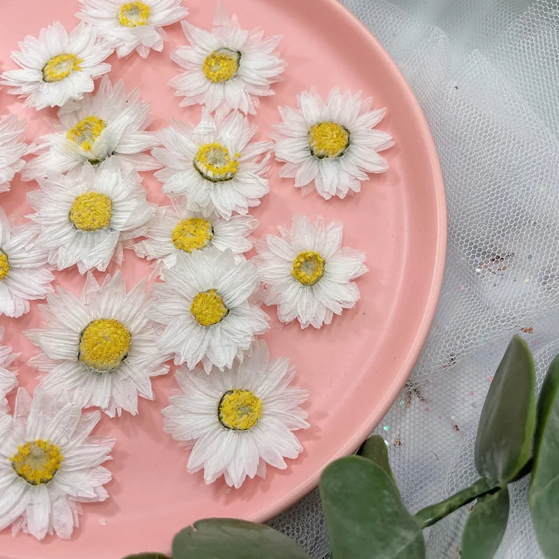 24 stücke/2-4CM, Natürliche Ge – Home Decor Daisy Bewertung und Preis