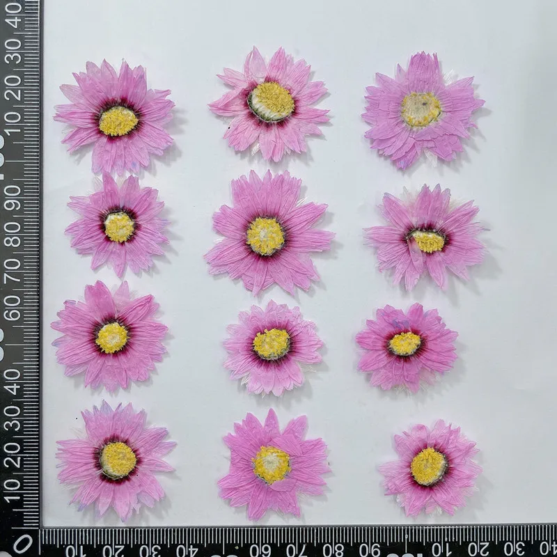 24 stücke/2-4CM, Natürliche Ge – Home Decor Daisy Bewertung und Preis